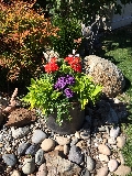 Full sun flower pot
